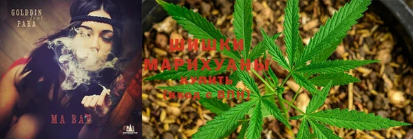 индика Аркадак